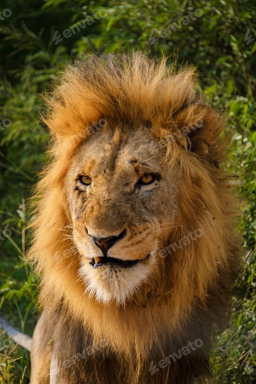 Preview: African Lions during safari game drive in Kruger National park South Africa