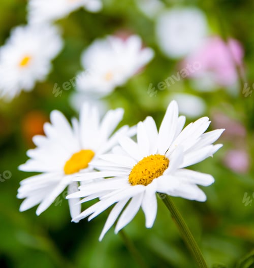 Preview: white daisy flowers