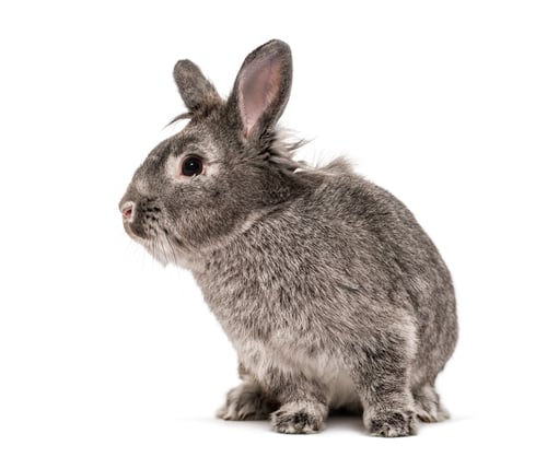 Preview: Grey rabbit isolated on white
