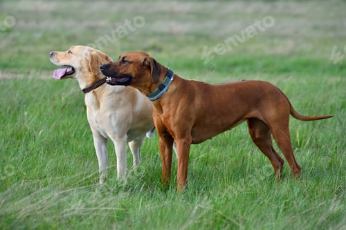 Preview: Beautiful dog