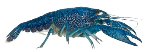 Preview: Blue crayfish also known as a Blue Florida Crayfish, Procambarus alleni, in front of white