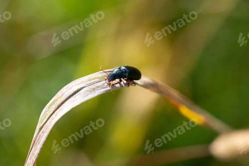 Preview: Closeup of a mint beetle on a dried plant leaf