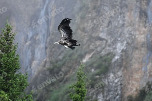 Vorschau: Glide of Majesty: Himalaya-Geier im Flug