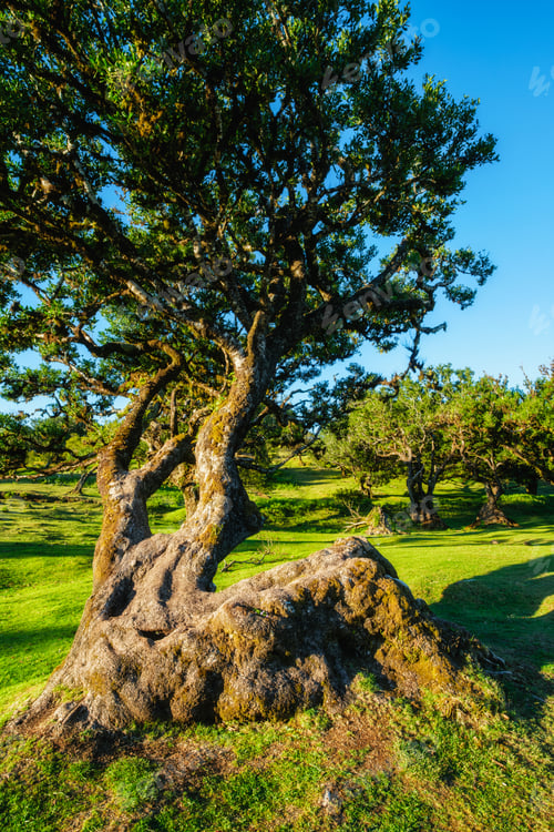 Preview: Fanal forest trees on Madeira island, Portugal