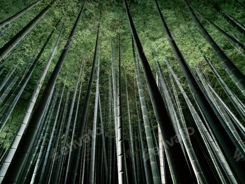 Bamboo forest