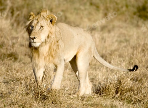 Preview: Lion Masai mara Kenya