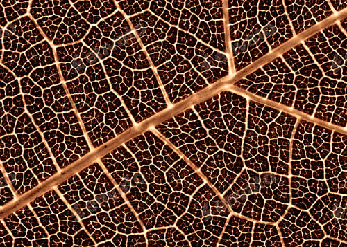 Preview: Brown Leaf