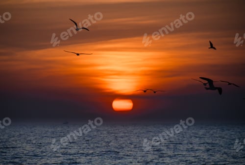 Preview: Orange sunset in Florida
