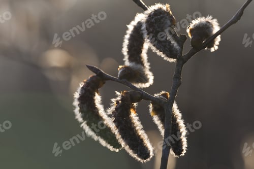 Preview: Closeup shot of Inflorescences