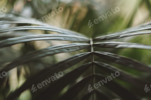 Preview: Macro photo of green leaves, blurred, selective focus