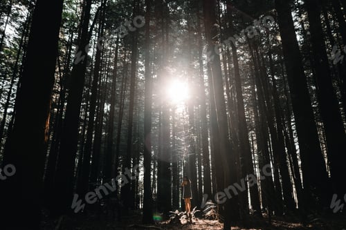 Preview: caucasian girl standing on a stone in a lush forest with the sun in front, redwood treewalk, rotorua