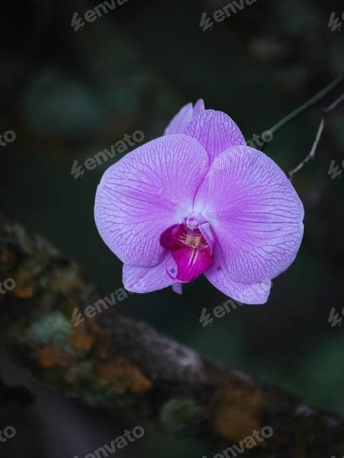 Preview: Vibrant purple orchid bloom emerging on a branch against a dark backdrop