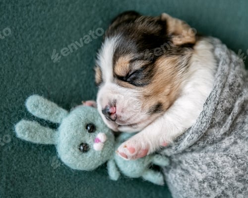 Preview: Little cute beagle puppy
