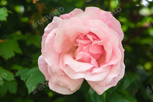 Preview: Pink rose in the garden