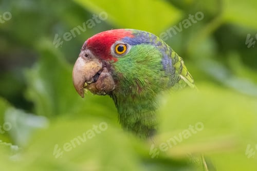 Preview: a close up of a parrot in leaves, with one eye open