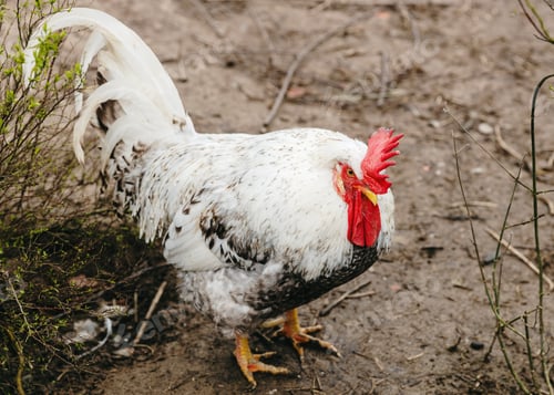 Preview: Portrait of a rooster resting in the fresh air.
