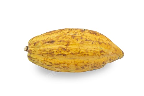 Preview: Chocolate ingredients, cocoa pods, cocoa beans, isolated on white background. clipping path