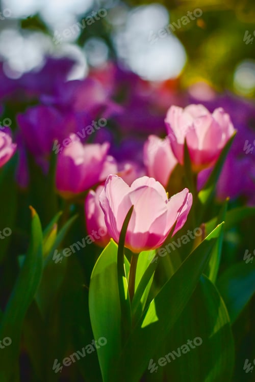 Preview: Tulip flowers for decoration, beauty, postcard and agricultural concept design