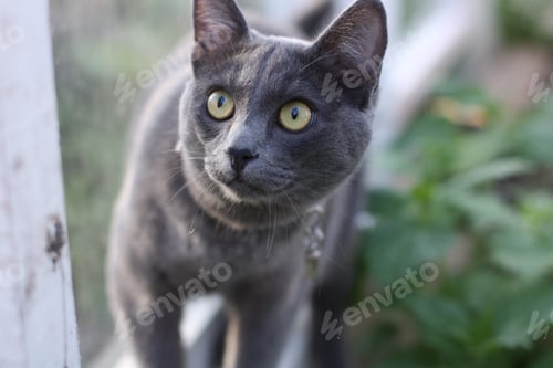 Preview: Gray cat