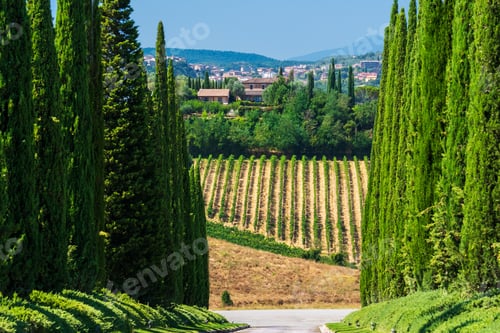 Preview: Scenic Vineyard in Tuscany