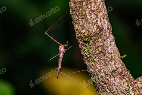 Preview: Kenya Small Insects Macro Animals Fauna Plants Flowers Vegatations Field