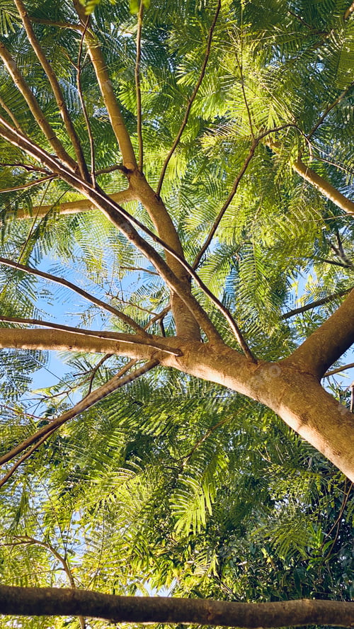 Preview: Under a tree canopy