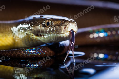 Vista previa: Serpiente arcoíris única, pitón de agua, Liasis fuscus, aislada o