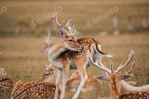Preview: Fallow deer fawn, cute wildlife animal photo, deer with spots
