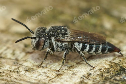 Preview: Close-up shot of a female cleptoparsite Sharp-abdomen, Sharp-bellied bee, Coelioxys acanthura