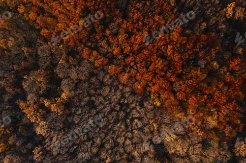 Preview: Aerial view of a Beautiful autumn landscape with colorful forest trees. Wallpaper Earth environment