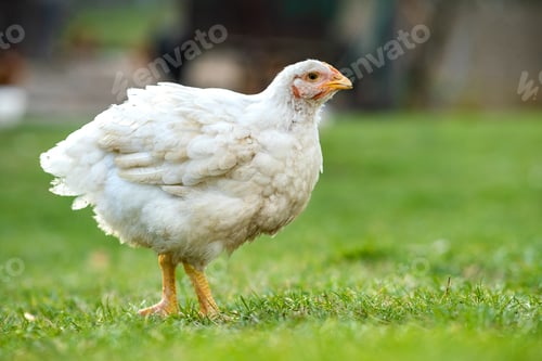 Preview: Hen feed on traditional rural barnyard. Close up of chicken standing on barn yard