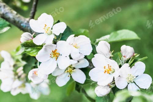 Preview: White Blossoms Blooming on a Tree Branch