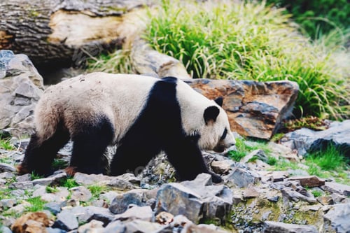 Panda Walking on Rocky Hillside with Greenery