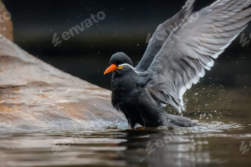 Preview: Inca tern bird with open wings swimming in water