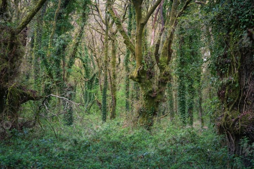 Preview: Chaotic landscape of intertwined branches and brambles in an oak forest