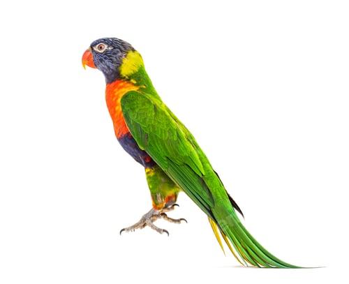 Preview: Rainbow Lorikeet jumping, Trichoglossus moluccanus, isolated