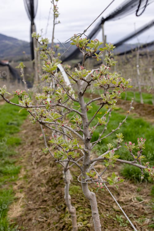 Preview: Rows of flowering pruned grafted apple trees in spring on plantations in hills of Styria in Austria