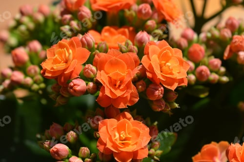 Preview: Kalanchoe plant detail