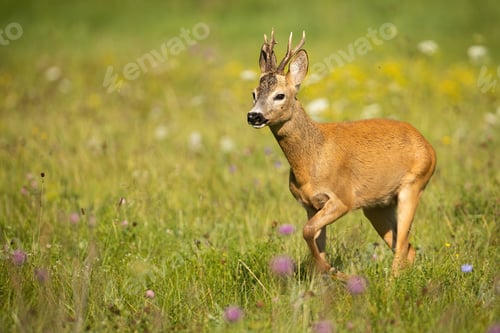 Preview: Roe deer buck walking on a green meadow with flowers in summer