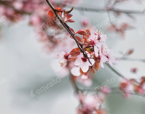 Preview: Cherry Blossom Branch