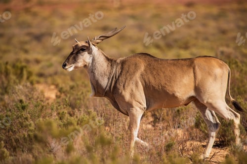 Preview: A majestic eland traverses the savannah.