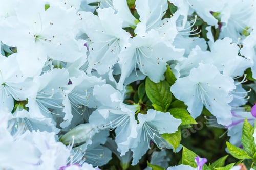 Preview: A Close-Up Shot Of Delicate White Blossoms.