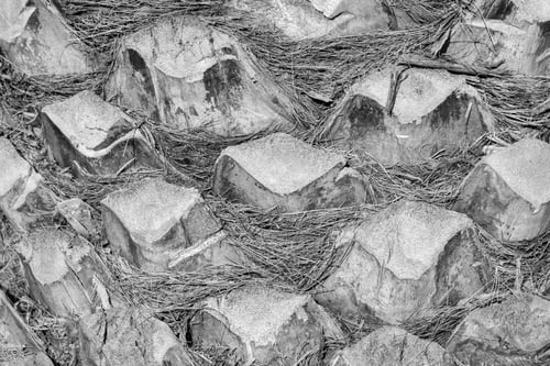 Preview: Abstract Bumpy Texture Of A Surface Of A Palm Tree Bark Closeup For Natural Backgrounds And For
