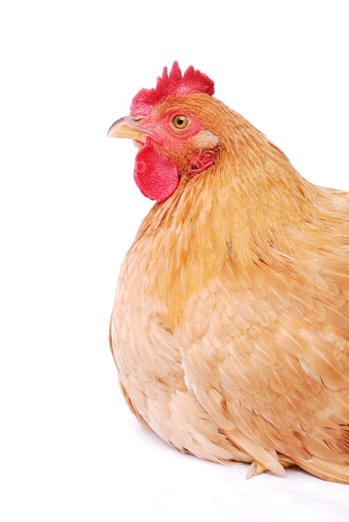 Preview: Brown hen