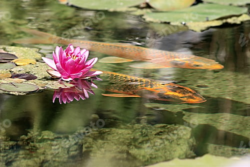 Preview: Pink Lotus reflecting on clear water of meditation pond of lily pads and koi fish.