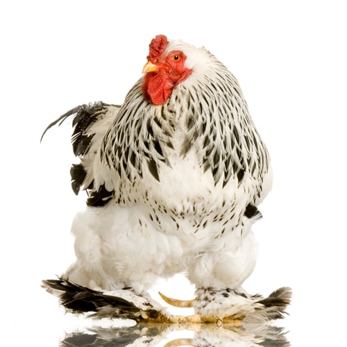 Preview: Rooster