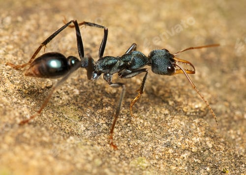 Preview: Bull ant