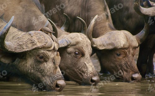 Preview: Herd of buffalos drinking water from a river.