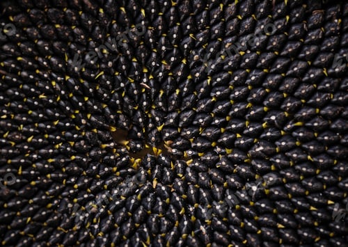 Preview: Ripe seeds in sunflower, close up