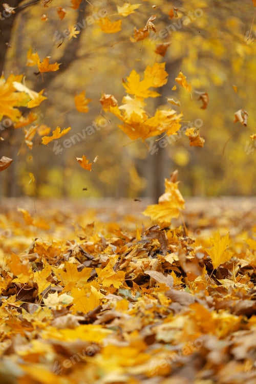 Preview: Yellow fallen leaves fly in the autumn park. Idyllic scene in the afternoon